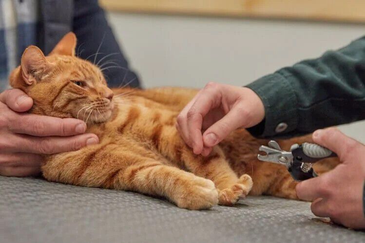 Nagelknipservice voor jouw kat - € 6.95